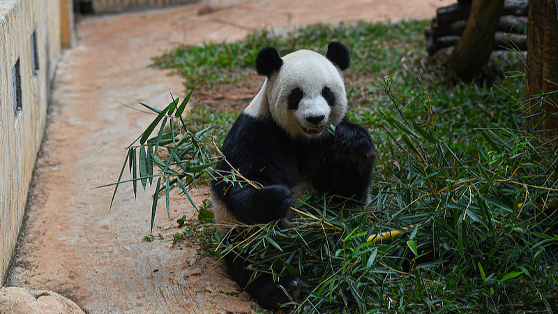 Live: Discover daily life of pandas at Hainan 