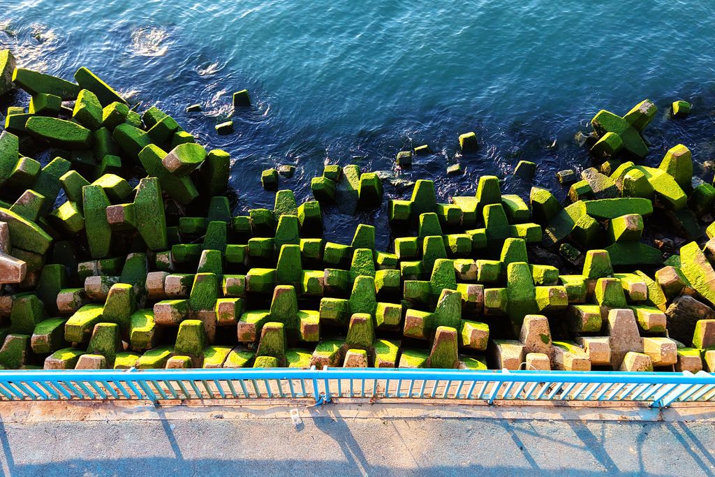 The nearshore breakwater in Qingdao's Victoria Bay was covered with a thick layer of green algae, resembling a green coat after the tide receded, June 4, 2025. /VCG 